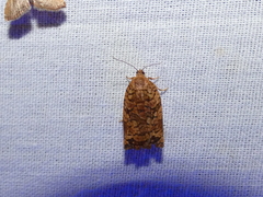 Archips oporana