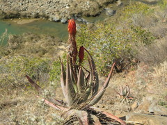 Aloe reitzii, photograph (c) Suvarna Parbhoo Mohan, some rights reserved (CC BY-SA)