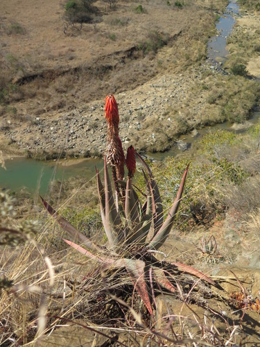 Aloe reitzii, photograph 6