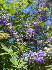 Xylocopa virginica