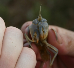 Creaserinus burrisi