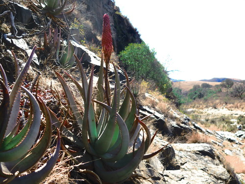 Image of Aloe reitzii by (c) Suvarna Parbhoo Mohan, some rights reserved (CC BY-SA)