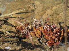 Crassula swaziensis