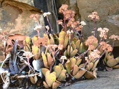 Crassula swaziensis