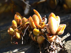Crassula swaziensis