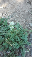 Diplotaxis erucoides