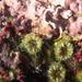 Dwarf Cup Coral - Photo (c) larzsth, some rights reserved (CC BY-NC)