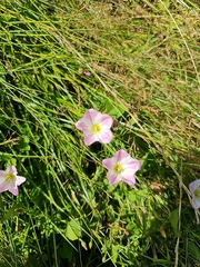 Convolvulus arvensis