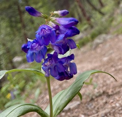 Penstemon glaber brandegeei