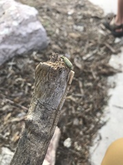 Epicauta maculata-group