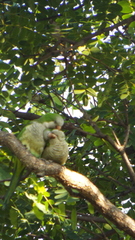 Myiopsitta monachus