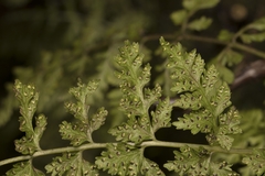 Cystopteris fragilis apiiformis