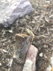 Epicauta maculata-group