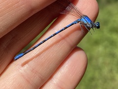 Argia elongata