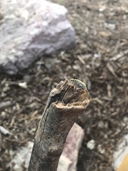 Epicauta maculata-group