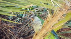 Myiopsitta monachus