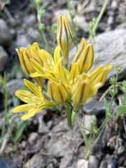Triteleia crocea