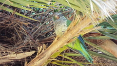 Myiopsitta monachus
