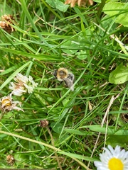 Bombus