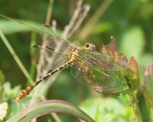Eastern Ringtail photo 5