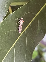 Blastobasis adustella