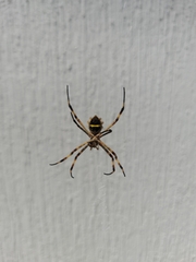 Argiope argentata