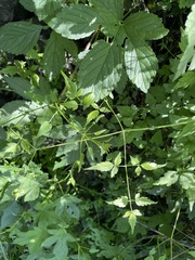 Clematis brevicaudata