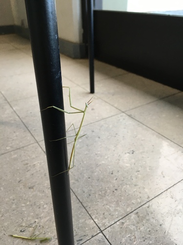 Northern Grass Mantis photo 6