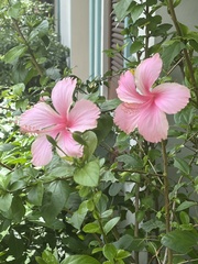 Hibiscus rosa-sinensis