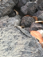 Cryptoblepharus poecilopleurus