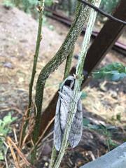 Sphinx leucophaeata