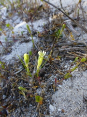 Silene dewinteri