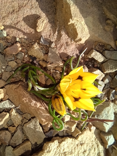 Romulea tortuosa