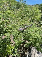 Vitex negundo heterophylla