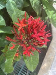 Ixora coccinea