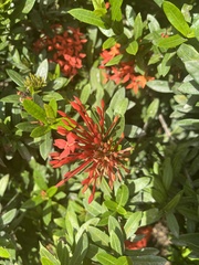 Ixora coccinea