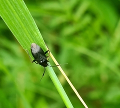 Capsus ater