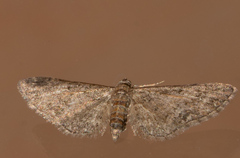 Eupithecia icterata