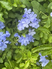 Plumbago auriculata