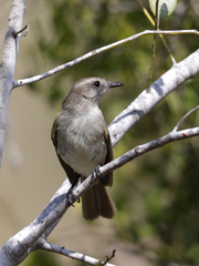 Nesotriccus tumbezanus