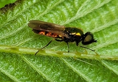 Pyrophaena granditarsis