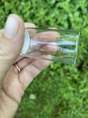 Hylobittacus apicalis