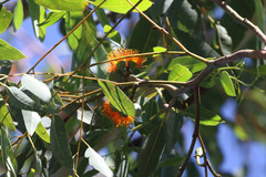 Eucalyptus miniata