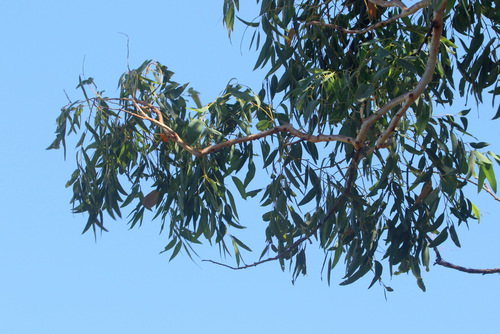 Image of Eucalyptus miniata by no rights reserved