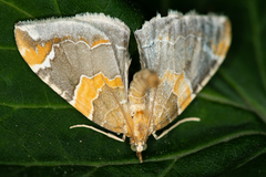 Eulithis pyropata