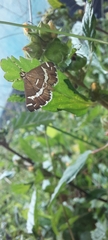 Spoladea recurvalis