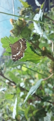 Spoladea recurvalis