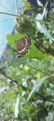Spoladea recurvalis