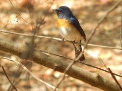 Cyornis rubeculoides
