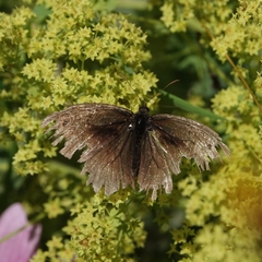 Aphantopus hyperantus